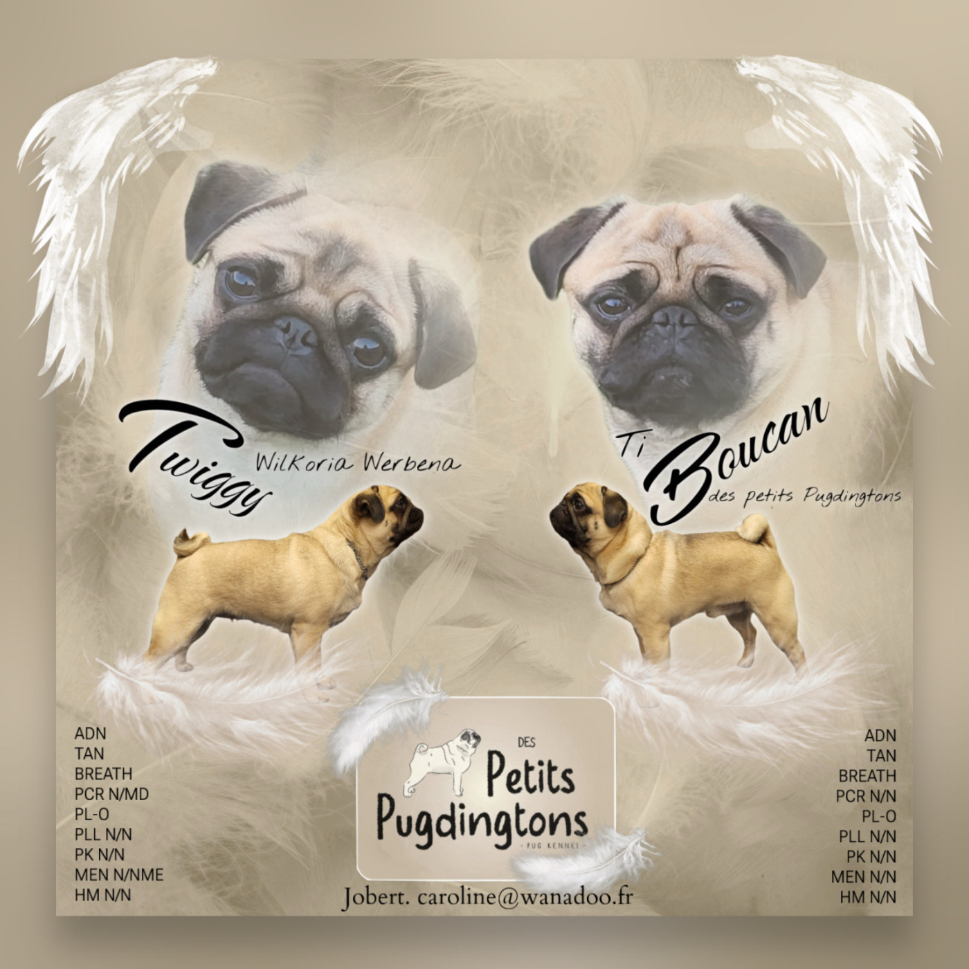 Chiot Carlin Des Petits Pugdingtons