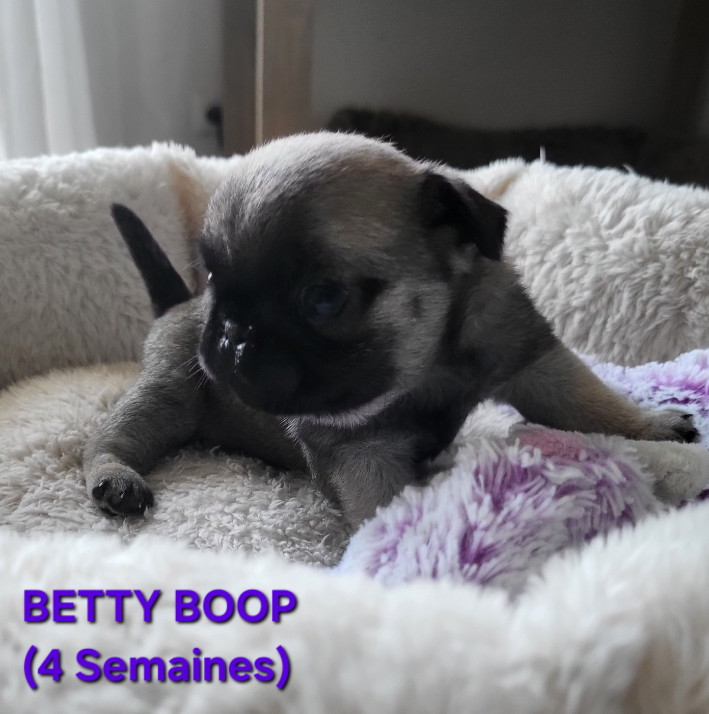 Des Petits Pugdingtons - Chiots disponibles - Carlin