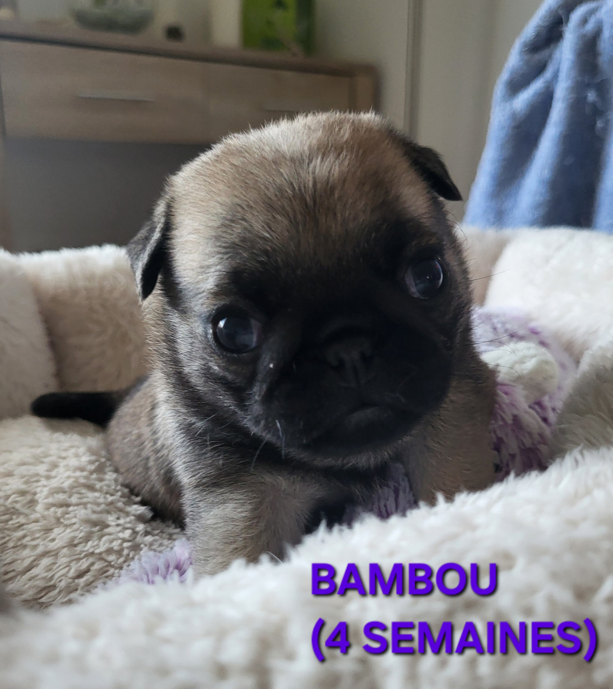 Des Petits Pugdingtons - Chiots disponibles - Carlin