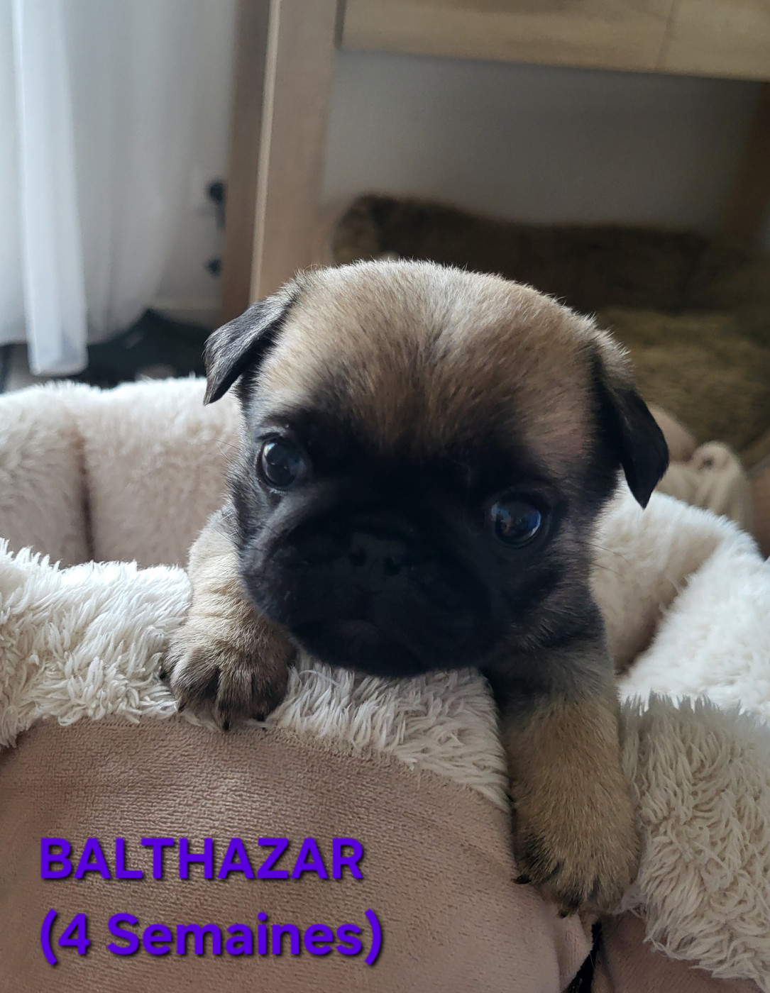 Des Petits Pugdingtons - Chiots disponibles - Carlin