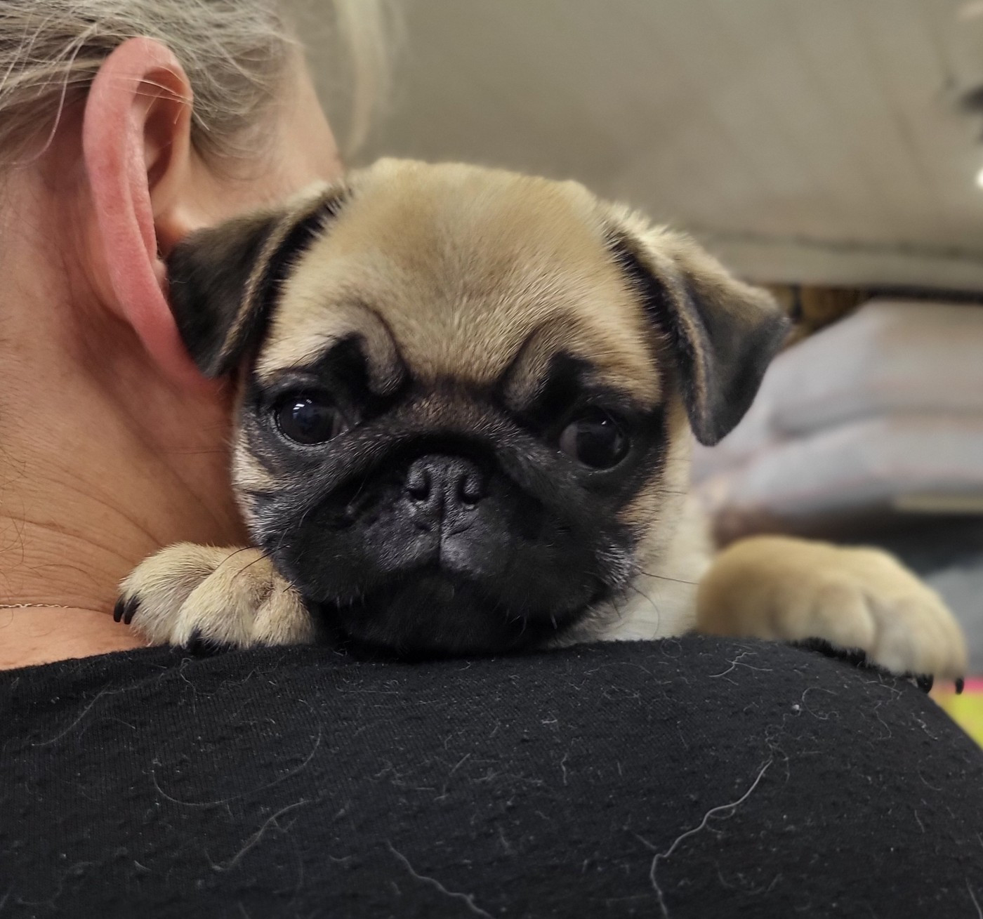 Des Petits Pugdingtons - Chiots disponibles - Carlin