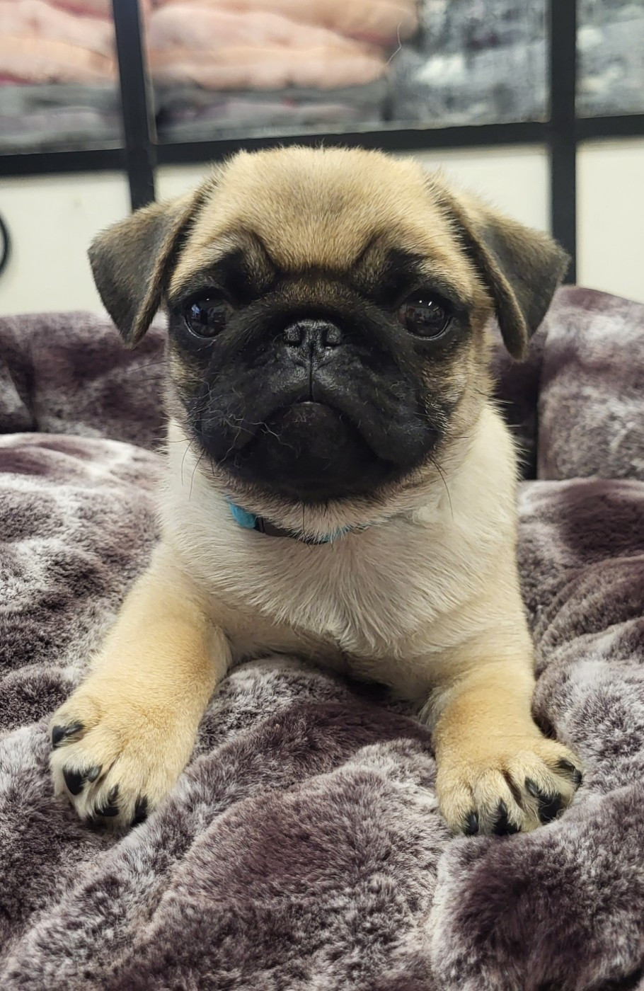 Des Petits Pugdingtons - Chiots disponibles - Carlin